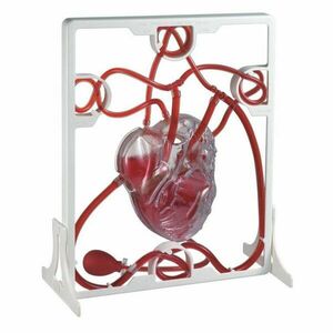 Az emberi szív - szívverés kép