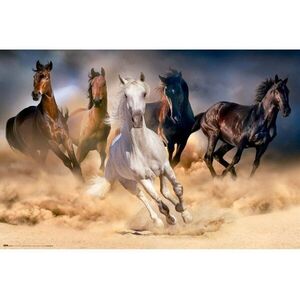 Five wild horses- Plakát kép